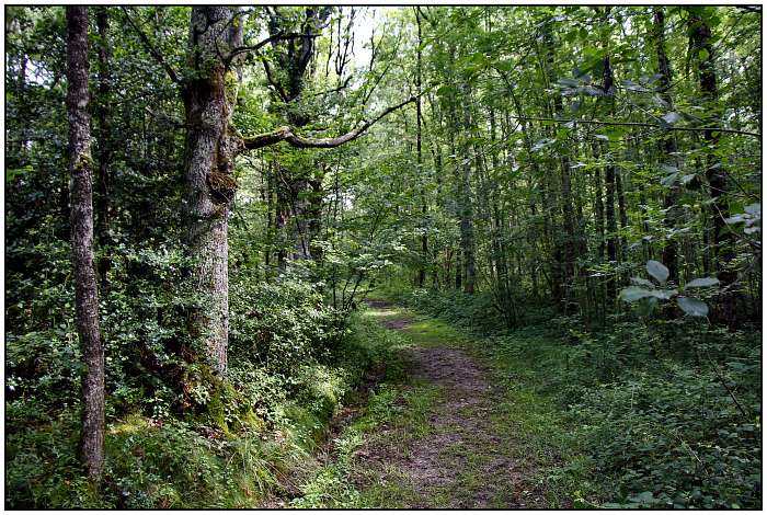 Creuse Nature (4) - Luxe eco chalet - Wandelen in het bos